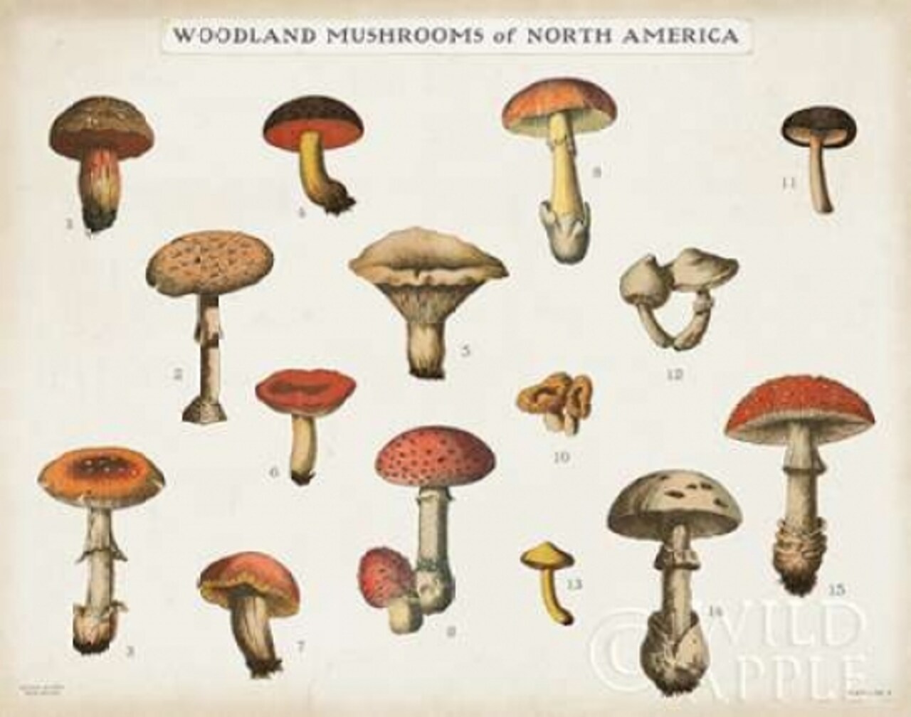 Mushroom Chart I light Poster Print by Wild Apple Portfolio - Item # VARPDX28170